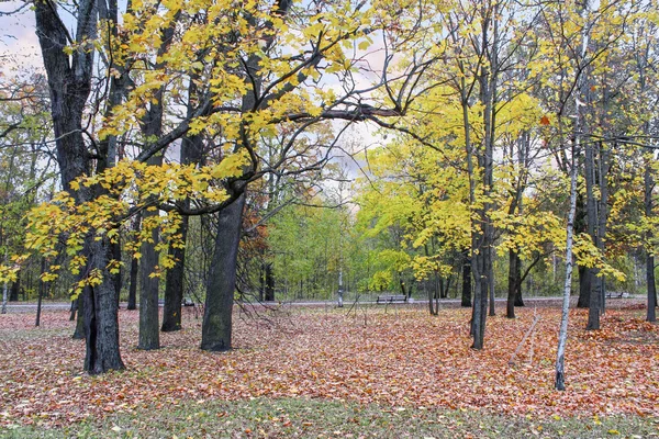 Outono folha cair no parque . — Fotografia de Stock
