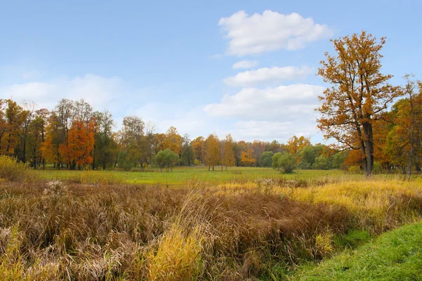 Different colors of autumn forest. Stock Picture