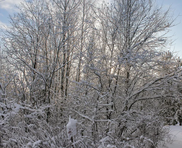 Die Äste der Büsche im Schnee. — Stockfoto