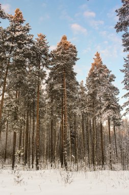 Pines üstleri güneş aydınlatır.