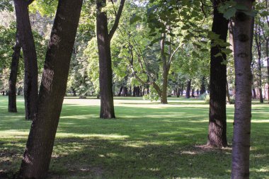 Bahçedeki ağaçların gövdeleri.