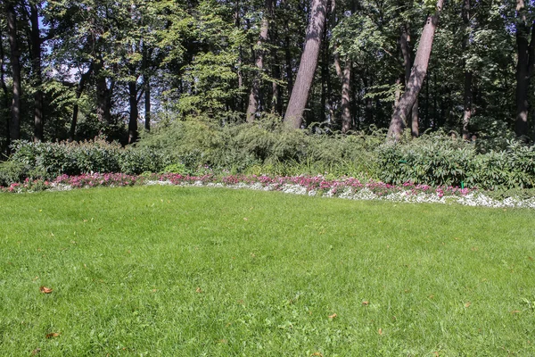 Flowers on the edge of the forest. — Stock Photo, Image