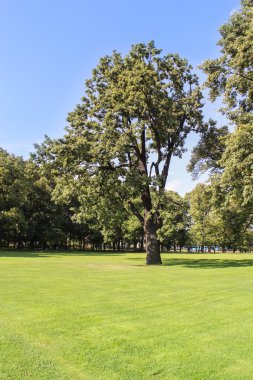 The tree on the sunny lawn.