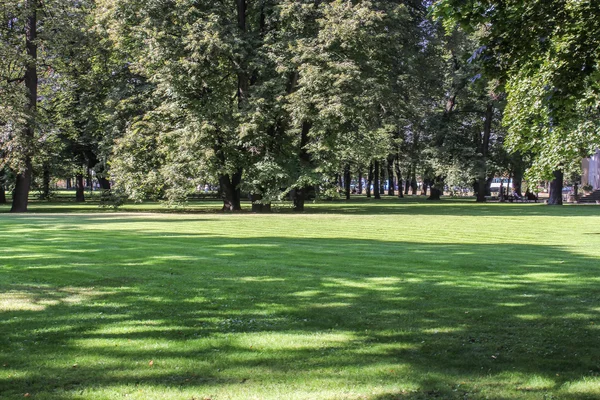 Sunny Meadow in the garden. — стокове фото