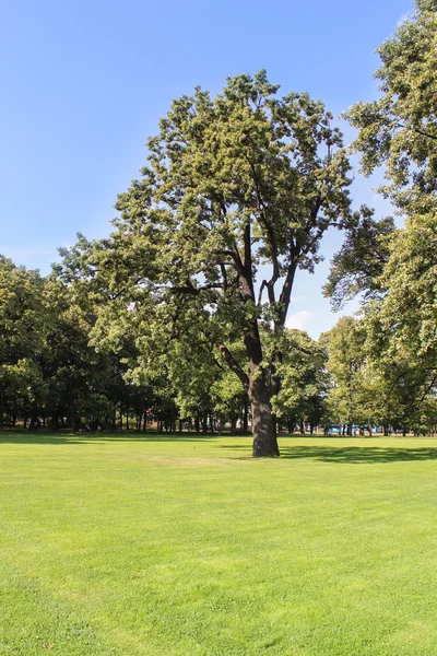 The tree on the sunny lawn.