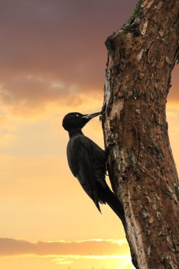 Ağaçtaki siyah ağaçkakan.