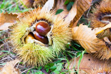 Tuscany, İtalya 'da Akdeniz' de çalılıklarda kestane var.