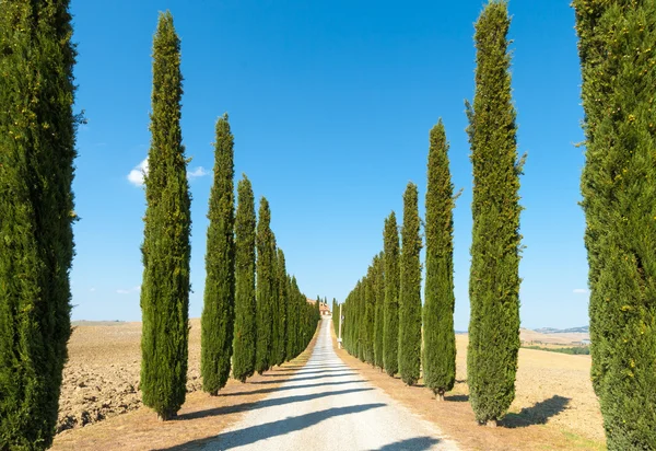 country road flanked with cypresses ascending a hill