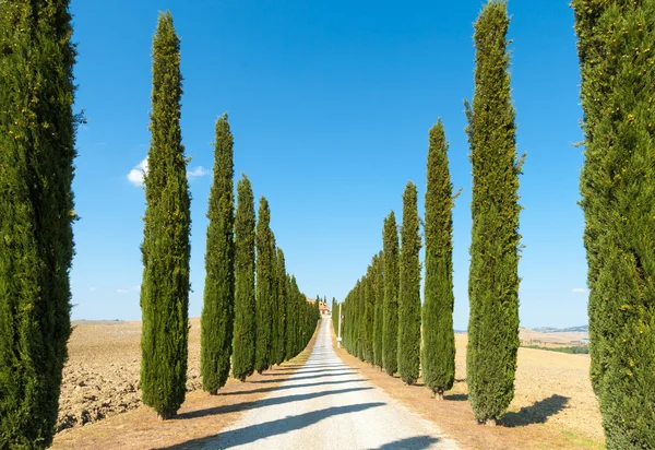 Estrada rural flanqueada com ciprestes subindo uma colina — Fotografia de Stock