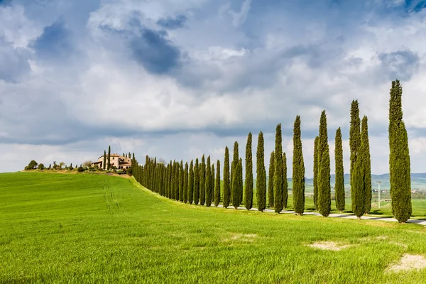 Landstraße flankiert von Zypressen in der Toskana, Italien — Stockfoto