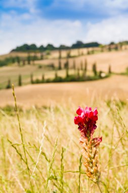 Kırmızı çiçek ve dolambaçlı yol Girit senesi Toskana, İtalya
