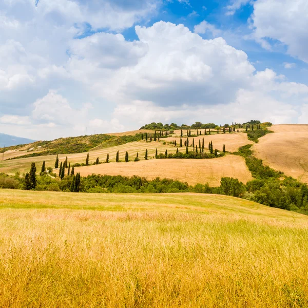 Sinuoso camino flanqueado de cipreses en creta senesi Toscana, Ita — Foto de Stock