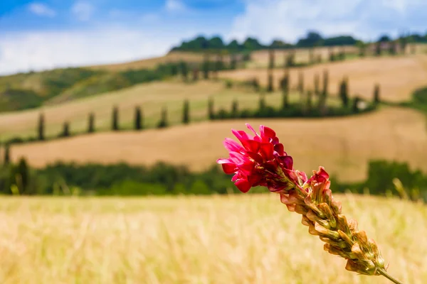 Rojo flor y sinuoso camino en creta senesi Toscana, Italia — Foto de Stock