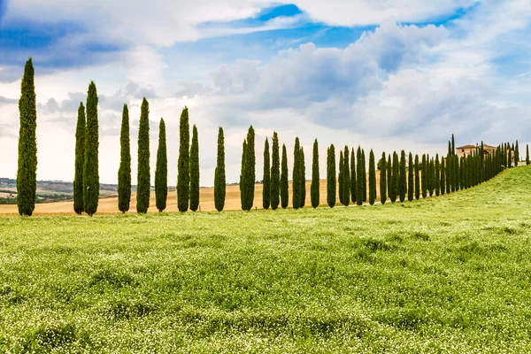 Estrada de campo flanqueada com ciprestes na Toscana, Itália — Fotografia de Stock
