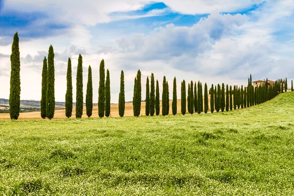 Landstraße flankiert von Zypressen in der Toskana, Italien — Stockfoto