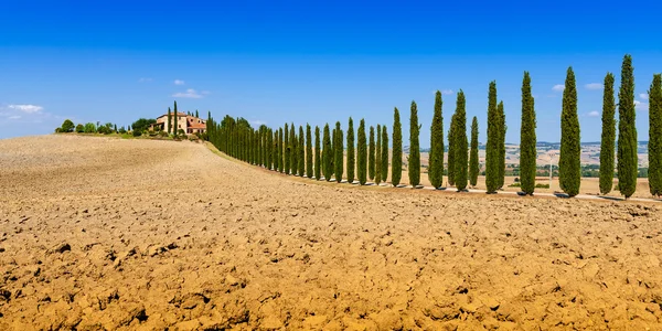 Landstraße flankiert von Zypressen in der Toskana, Italien — Stockfoto