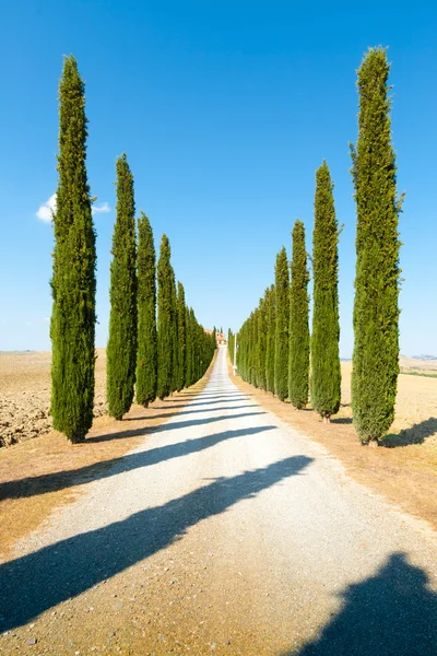 Country road flanked with cypresses ascending a hill — Stock Photo, Image