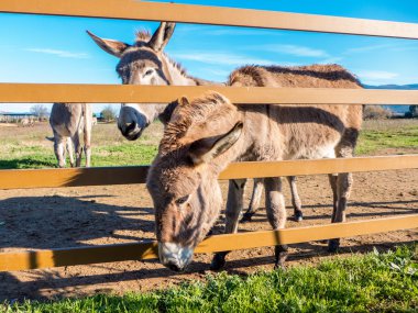Eşekler Toskana, İtalya