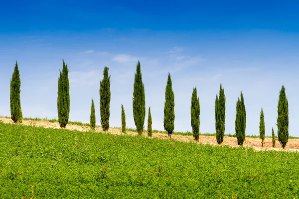 Casa de campo con ciprés en Toscana, Italia — Foto de Stock