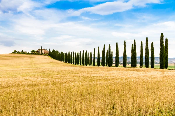 Carretera de campo flanqueada con cipreses en Toscana, Italia — Foto de Stock