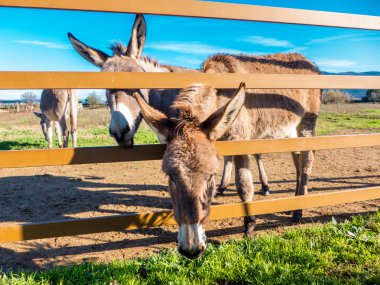 Eşekler Toskana, İtalya