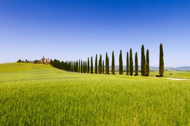 country road flanked with cypresses in Tuscany, Italy clipart