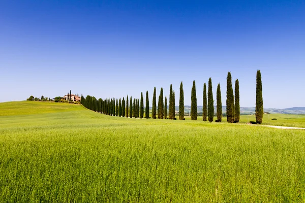 Landweg geflankeerd door cipressen in Toscane, Italië — Stockfoto