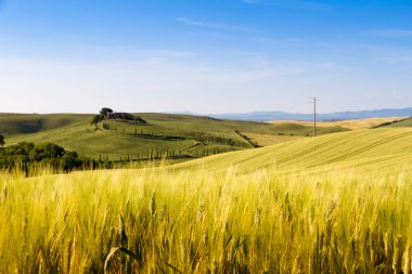 Fields in Tuscany, Italy clipart