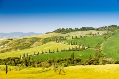 Winding road flanked with cypresses in crete senesi Tuscany clipart