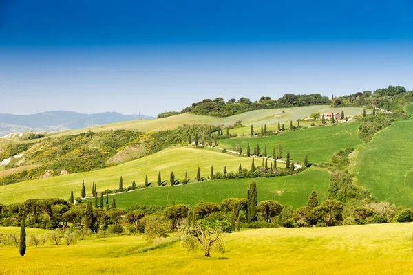 Route sinueuse flanquée de cyprès en crete senesi Toscane — Photo