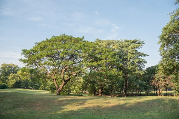 Stort träd på grönt gräs fält — Stockfoto