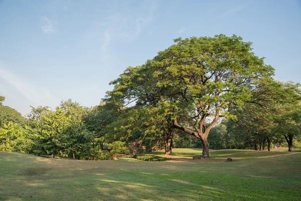 Grote boom op groen grasveld — Stockfoto