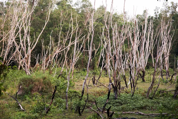 Árvores mortas na floresta — Fotografia de Stock