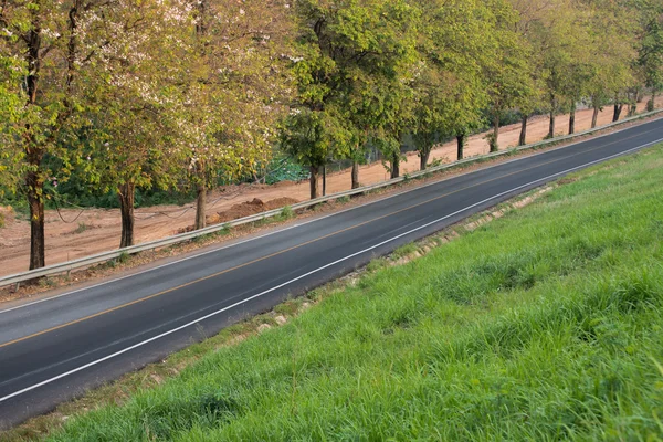 Long road with tree and grass field around — Stock Photo, Image