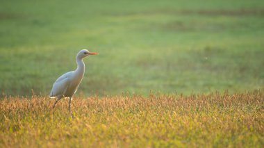 yeşil çim alandaki beyaz ak balıkçıl