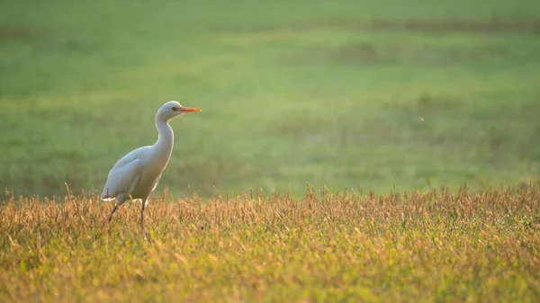 yeşil çim alandaki beyaz ak balıkçıl