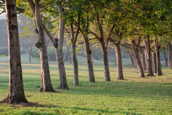 Rijen van boom in groen park — Stockfoto