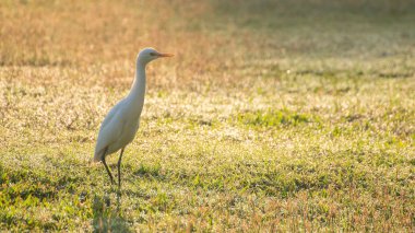 bir Asya openbill kuş yiyecek arayan çim alanda yürüyüş 