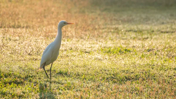 Yksi aasialainen openbill lintu kävelee ruohokentällä etsimässä ruokaa — kuvapankkivalokuva