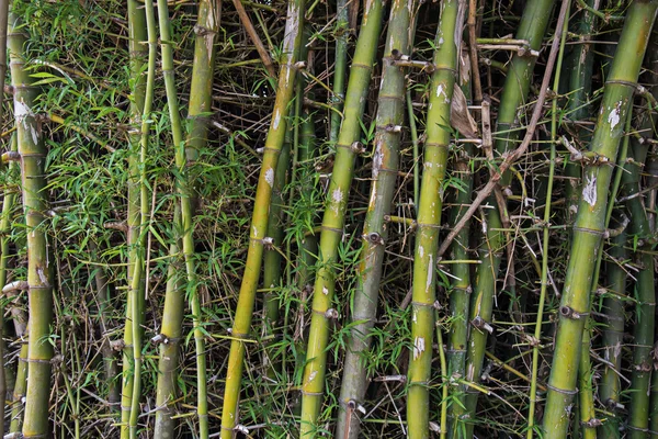 Groene bamboe boom voor achtergrond — Stockfoto