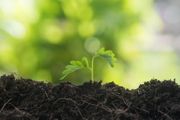 Planta jovem que cresce a partir do solo — Fotografia de Stock