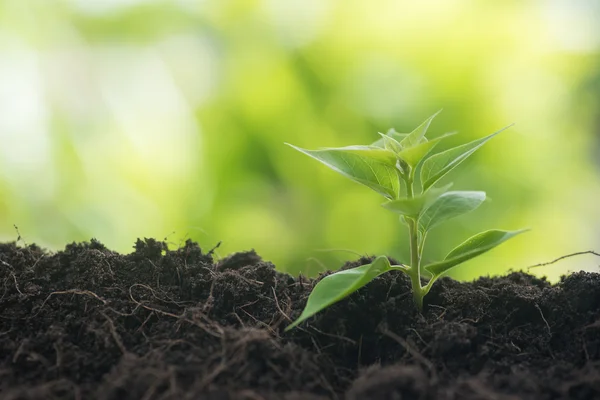 Young plant growing from soil — Stock Photo, Image