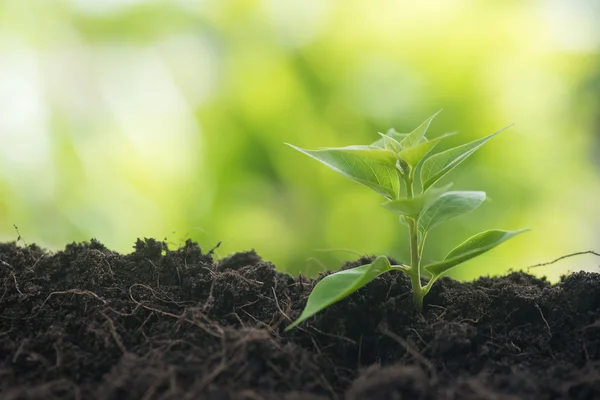 Planta jovem que cresce a partir do solo — Fotografia de Stock