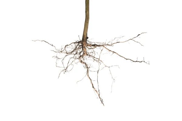 Plant root isolated on white background — Stock Photo, Image