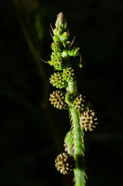 Macro Shot Carpelle Fleur — Photo