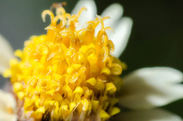 Macro Disparo Carpel Flor Amarilla — Foto de Stock