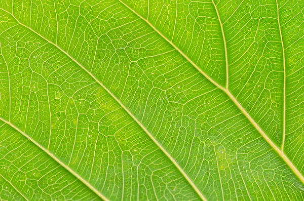 Tekstur Abstrak Daun Hijau Untuk Latar Belakang — Stok Foto