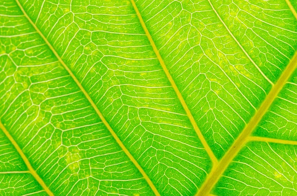 Textura Abstracta Las Hojas Verdes Para Fondo —  Fotos de Stock