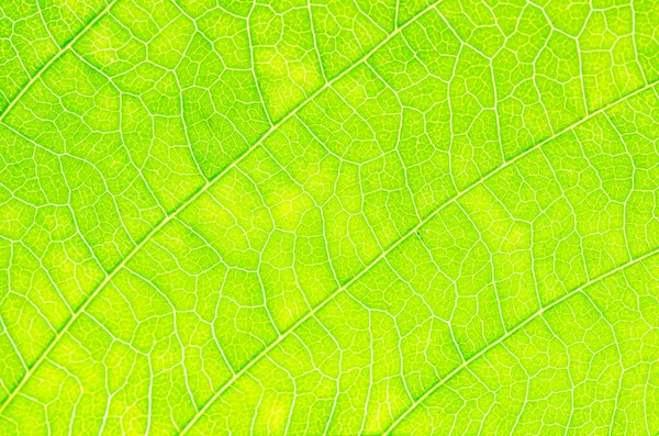 Textura Abstrata Folhas Verdes Para Fundo — Fotografia de Stock