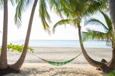 Sahildeki hindistan cevizi ağacına bağlanmış hamak yaz tatilinde dinlenmek için mükemmel.